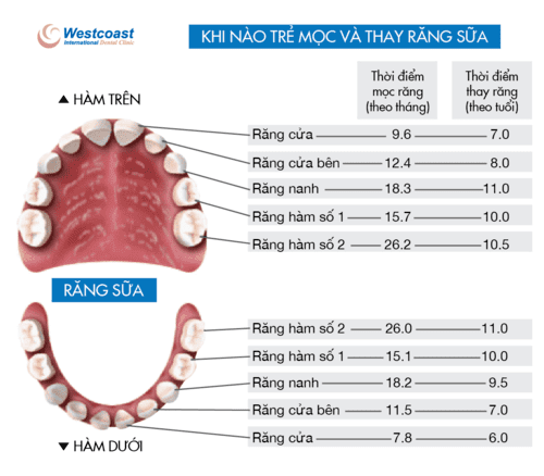 Răng sữa là răng nào? Hướng dẫn chi tiết về quá trình mọc và chăm sóc răng sữa